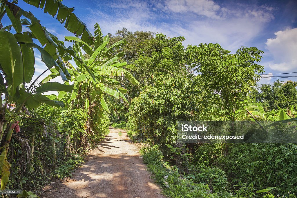 Rural Thailand Scene Tropical Path A tropical rural scene in Thailand. Chiang Rai Province.  Asia Stock Photo