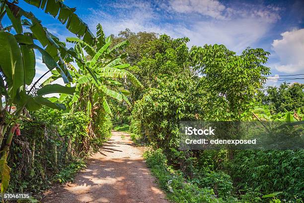 Rural Thailand Scene Tropical Path Stock Photo - Download Image Now - Asia, Blue, Chiang Mai Province