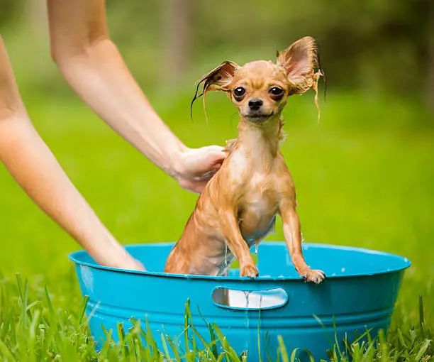 Photo of Pets: Cute Chihuahua dog gets a bath. Backyard. Summer.