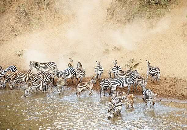 istock Herd of zebras (African Equids) 510461155