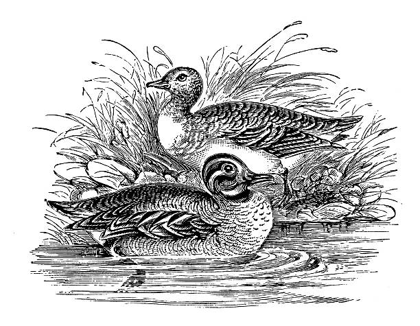 Antique illustration of teal (Anas crecca)