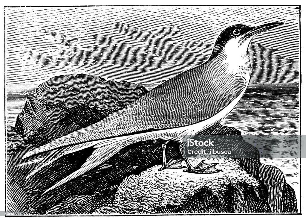 Antique illustration of common tern (Sterna hirundo) 19th Century Style stock illustration