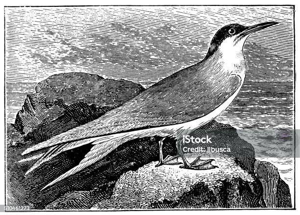 Antique Illustration Of Common Tern Stock Illustration - Download Image Now