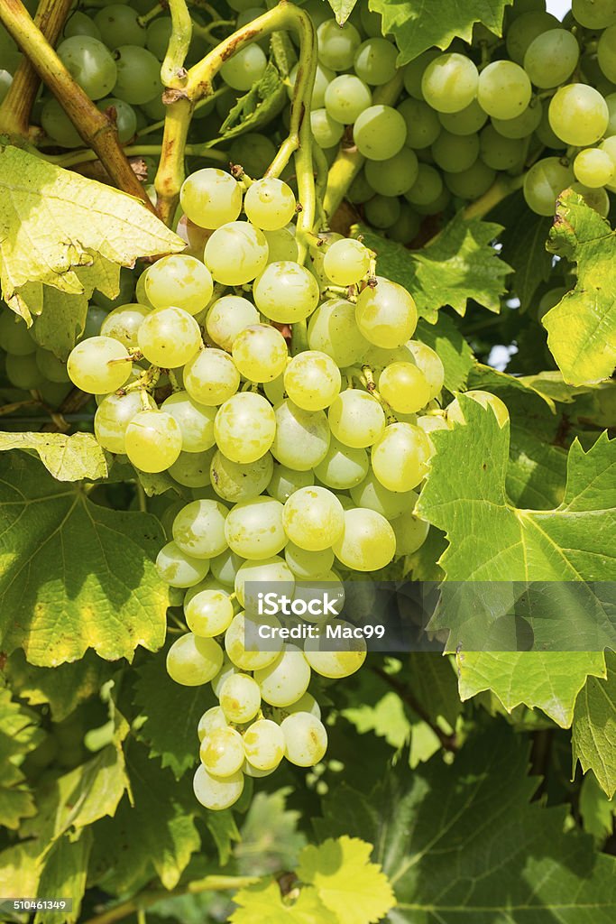 Uvas en Vinevard - Foto de stock de Rama - Parte de planta libre de derechos