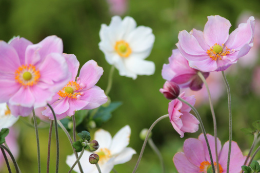 Photo showing pink and white Japanese anemone flowers (Latin name: Anemone hybrida 'Elegans'), showing the petals, stamen and pollen.  The Japanese anemones are growing in a herbaceous border / flowerbed, in a shady part of the garden.