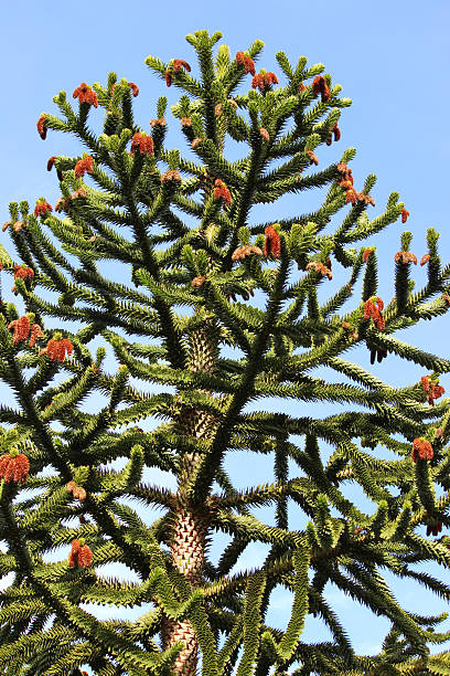 Monkey puzzle tree branches with seeds-cones (Chilean pine / Araucaria Close-up photo showing the prickly detail of 'leaves' / needles and male cones / pine cones / seeds / pollen at the end of branches on a large monkey puzzle tree, pictured against a blue sky background. Monkey puzzle trees are also known as Chilean pines, pehuens or monkey tail trees, while the Latin name is: Araucaria araucana. araucaria araucana flower stock pictures, royalty-free photos & images