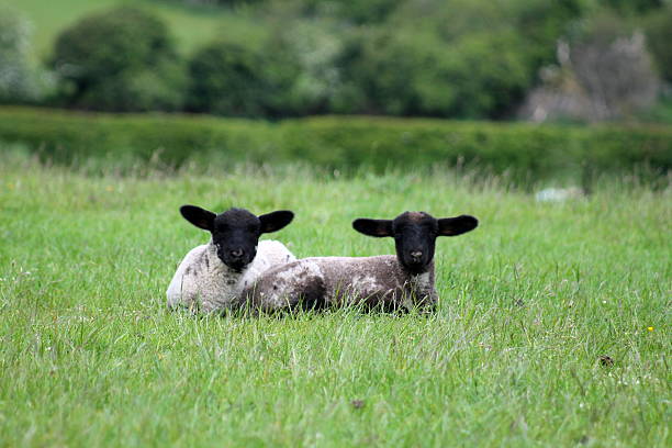 istock Two young lambs lay field facing camera, west yorkshire, uk 510461660