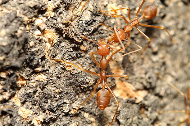 istock red ant in the green garden 510461702