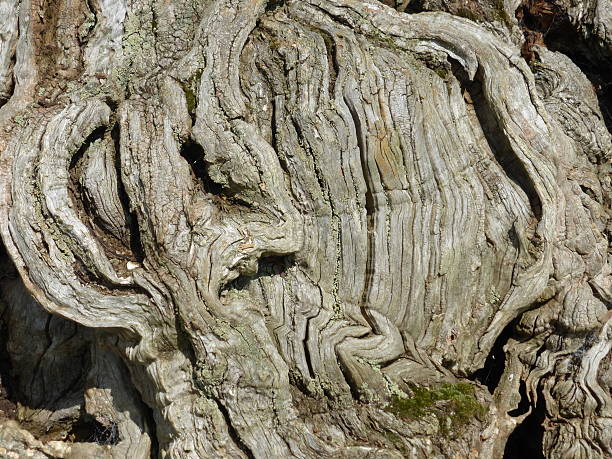 gnarled tree trunk - knobbly stock-fotos und bilder