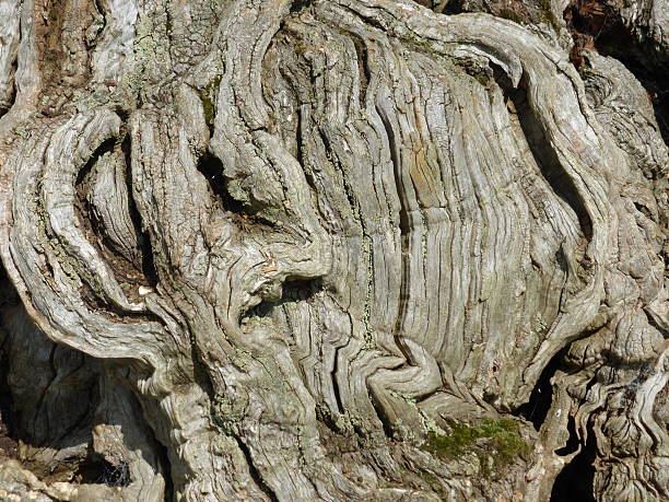 gnarled tronc d'arbre - knobbly photos et images de collection