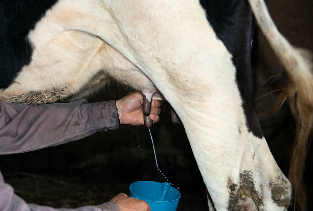 istock Milking the cow 510461849