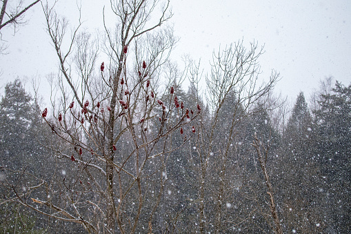 Red sumach flowers during snowfall in winter