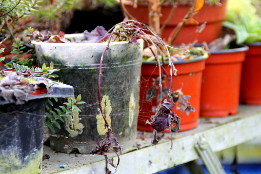 Abandoned greenhouse plants in pots on workbench