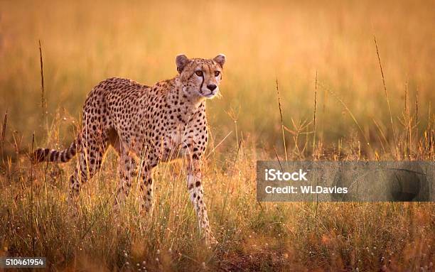 Stalking Cheetah Stockfoto en meer beelden van Jachtluipaard - Jachtluipaard, Jachtluipaardprint, Savanne