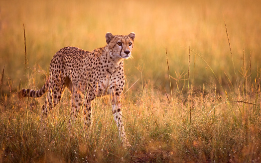 Cheetah walking alerted in savannah