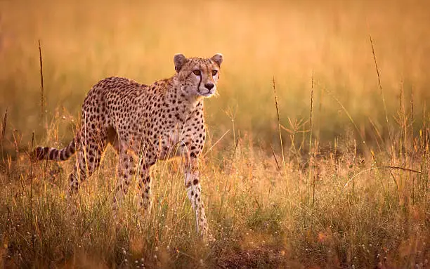 Female cheetah stalking in early morning light - Masai Mara, Kenya