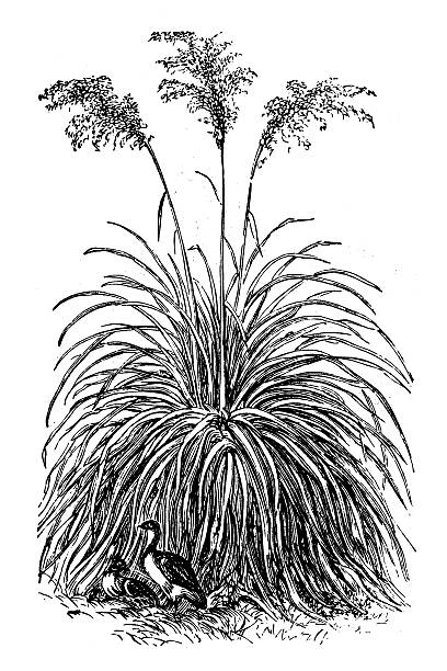 Antique illustration of Poa flabellata (Tussac Grass) Antique illustration of Poa flabellata (Tussac Grass) tussock stock illustrations