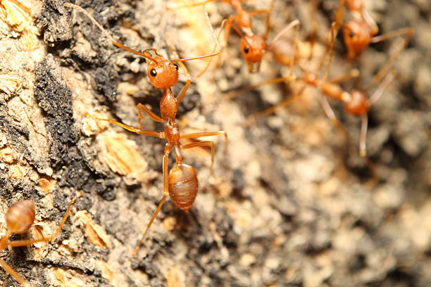 istock red ant in the green garden 510462128