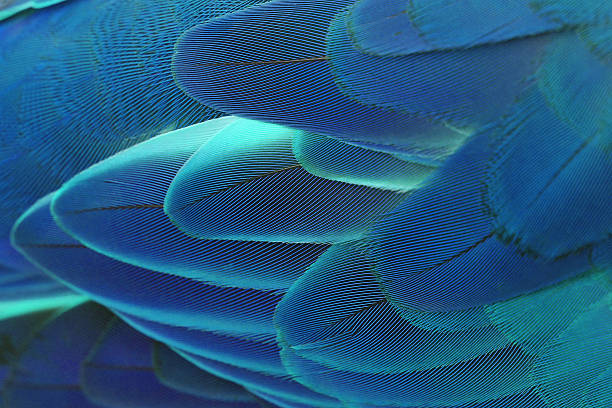 istock Beautiful Parrot Feathers, Colorful feathers 510462136