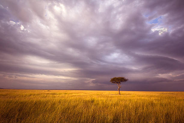 Africa landscape Lone acacia tree in open savannah in the Masai Mara national park, Kenya stratus clouds stock pictures, royalty-free photos & images