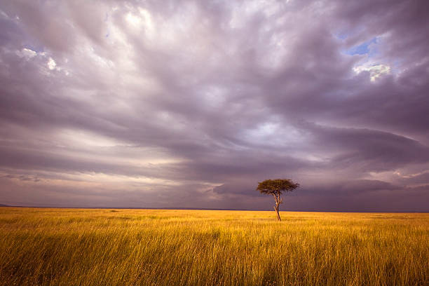 paisagem de áfrica - sparse sky sunlight africa - fotografias e filmes do acervo