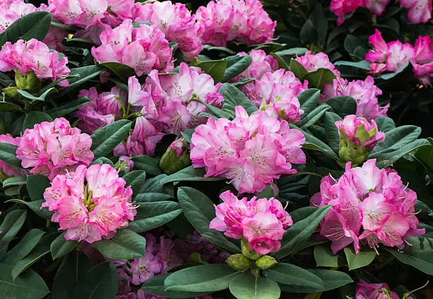 Hybrid pink Rhododendron flower in garden