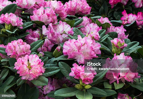 Rododendron () Rododendron