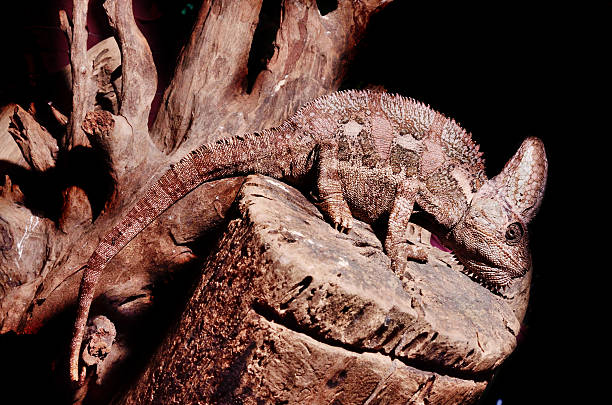 istock Big  Brown chameleon on the wood 510462467