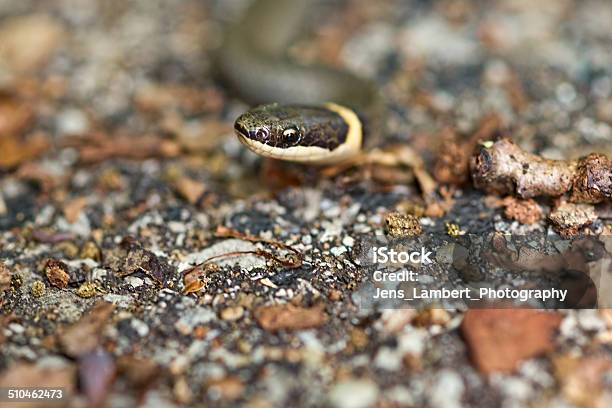 Southern Ringneck Snake Stock Photo - Download Image Now - Animal Wildlife, Animals Hunting, Animals In The Wild