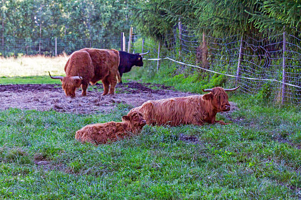 istock scottish highland cows 510462571