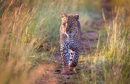 Beautiful female leopard in early morning light - Masai Mara national park, Kenya