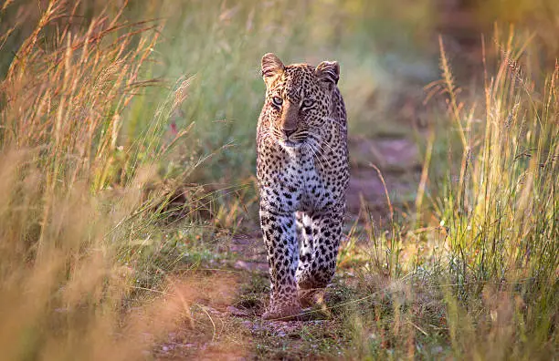 Photo of Approaching leopard