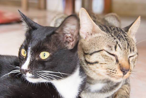 istock face of the cat 510463053