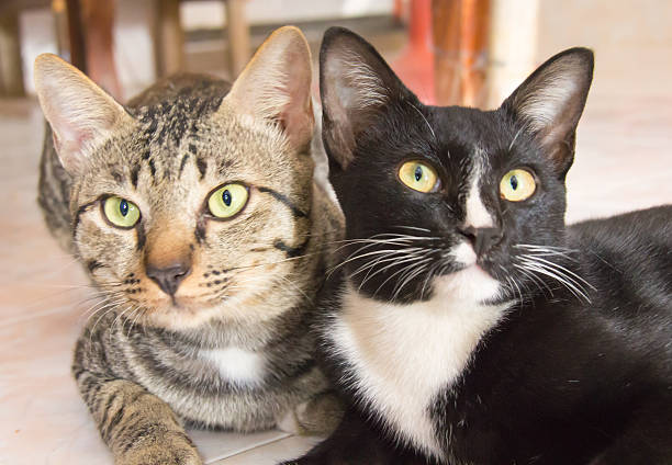 istock face of two cat 510463055