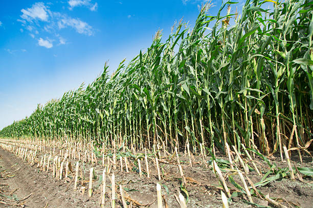 istock Corn maize green stems unripe on field 510463127