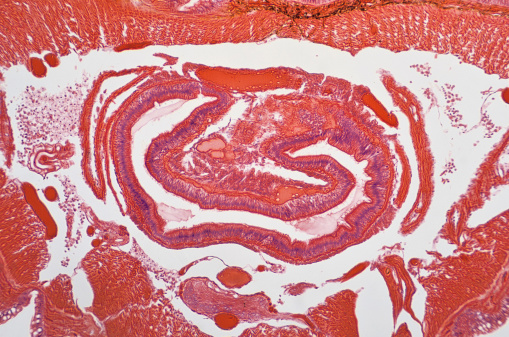 Earthworm cross section under microscope
