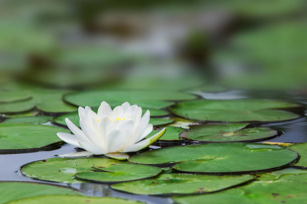 White lotus White lotus in the garden white lotus stock pictures, royalty-free photos & images