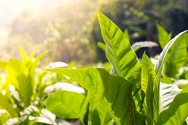 green leaf tobacco  Close up anda blurred tobacco field backgrou green leaf tobacco  Close up anda blurred tobacco field background mannheim photos stock pictures, royalty-free photos & images