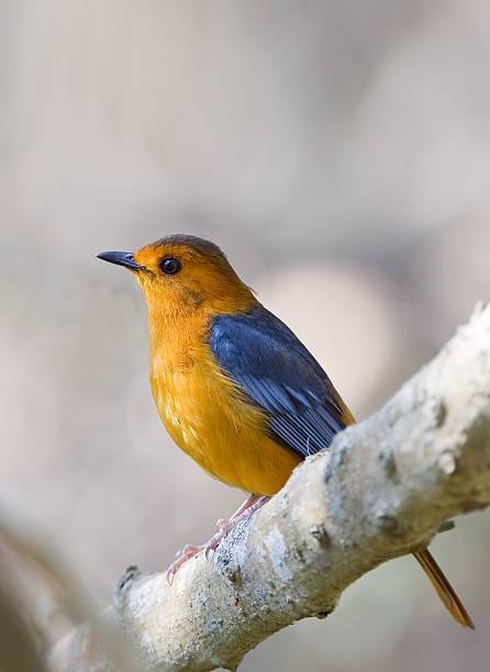 istock Red-capped Robin-chat against blurred natural background 510464485