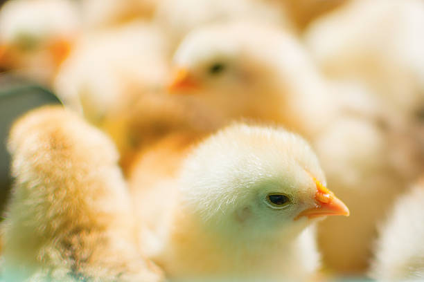 istock Newly hatched chicks on a chicken farm 510465389