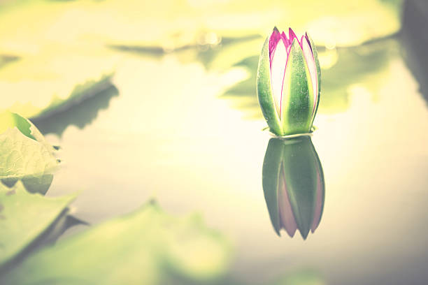 istock soft vintage tone of Lotus on water with reflection 510466563