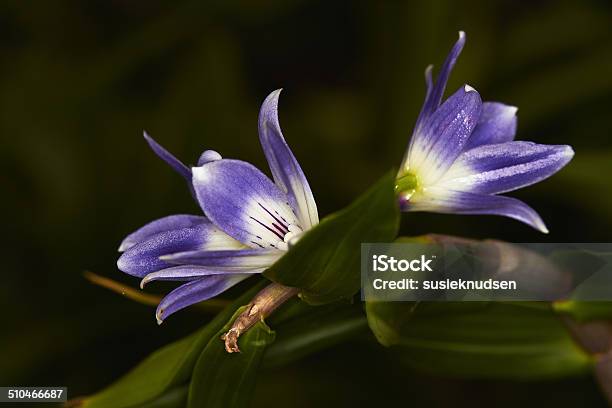 Dendrobium Victoria Reginae Stock Photo - Download Image Now - Beauty In Nature, Black Background, Blue