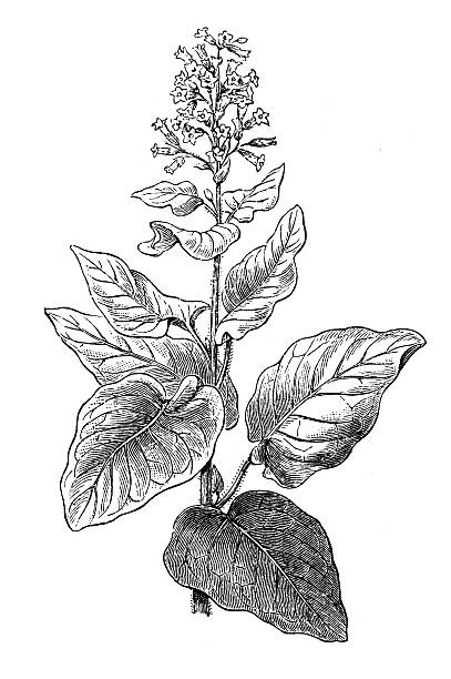 Antique illustration of Nicotiana rustica (Syrian tobacco) Antique illustration of Nicotiana rustica (Syrian tobacco) nicotiana rustica stock illustrations