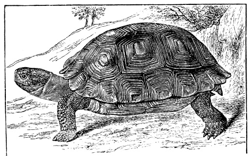 Antique illustration of Galápagos giant tortoise (Chelonoidis nigra) 