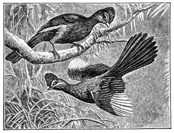 Antique illustration of hoatzin (Opisthocomus hoazin) Antique illustration of hoatzin (Opisthocomus hoazin) hoatzin stock illustrations