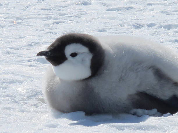 istock Emperor Penguin Chick on Its Belly 510467556