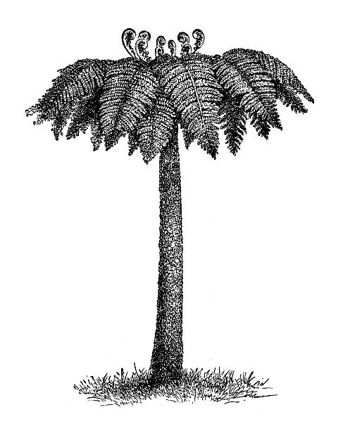 Antique illustration of Cyathea dealbata (silver tree fern) Antique illustration of Cyathea dealbata (silver tree fern) tree fern stock illustrations