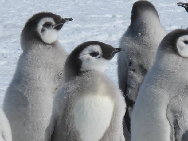istock Grouo of Penguins 510467900