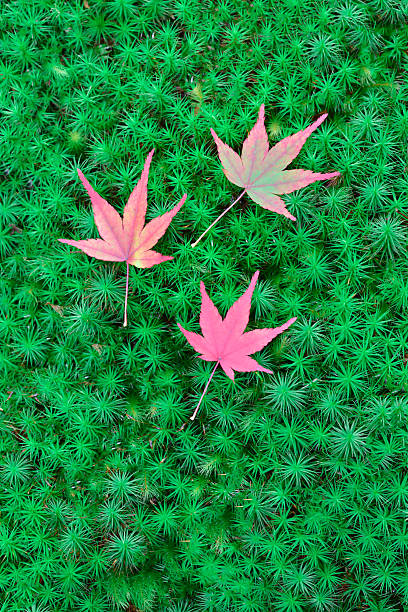 Autumn leaves on the green vivid moss