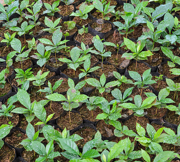 istock Coffee plants in a nursery 510468922